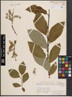 Foto von Salix caprea L.